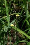 Launaea cornuta