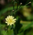 Launaea cornuta