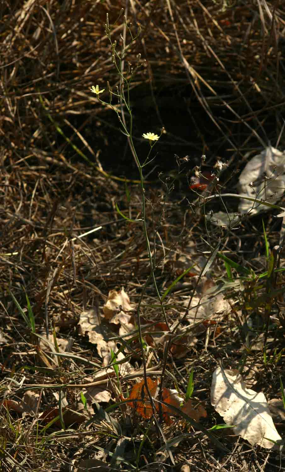 Launaea cornuta