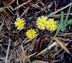 Launaea nana