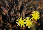 Launaea nana