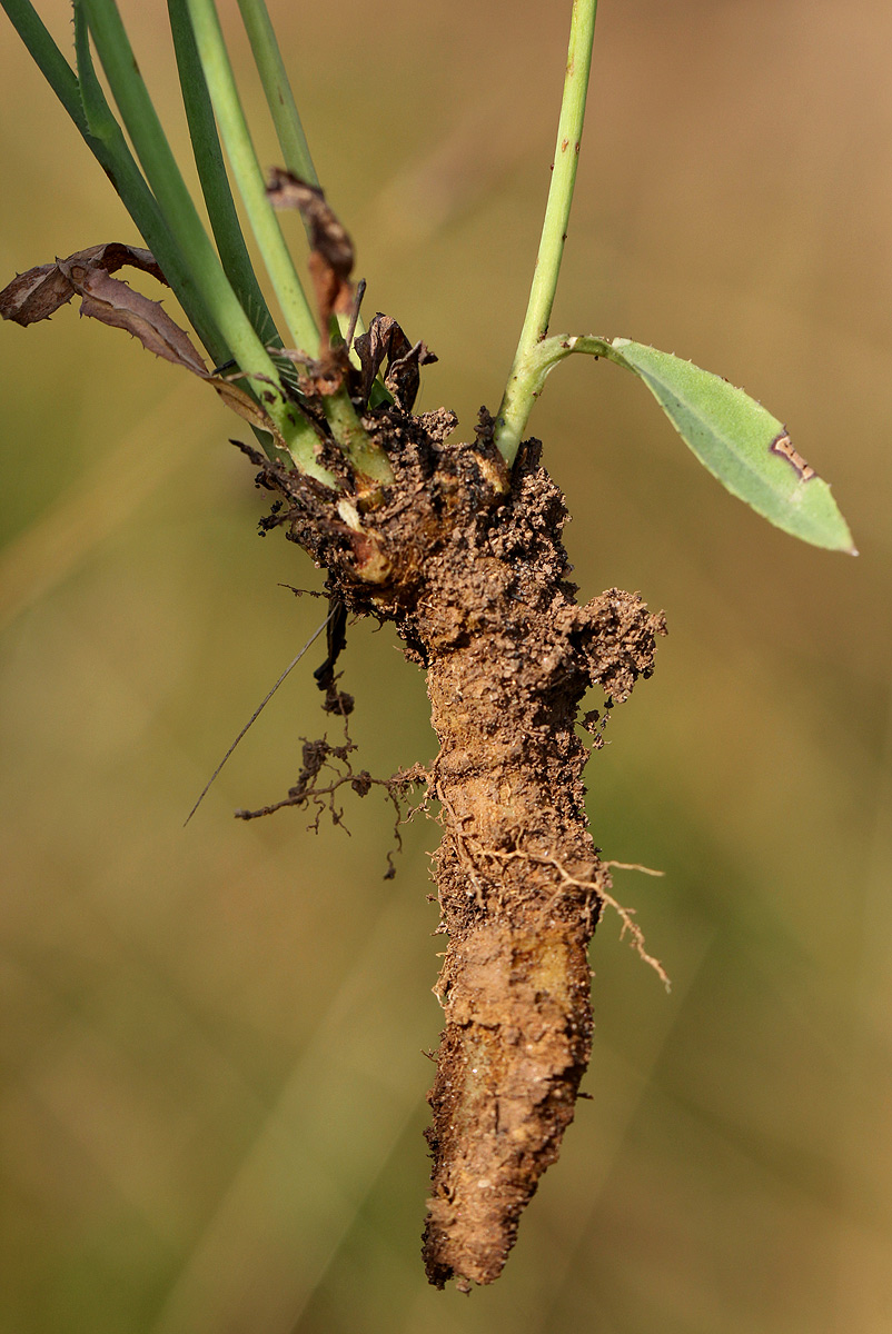 Launaea rarifolia