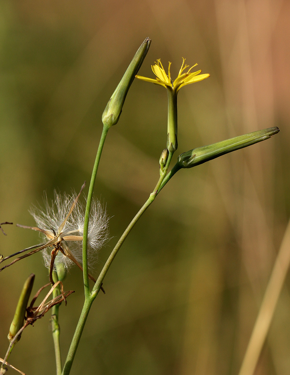 Launaea rarifolia