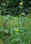 Sonchus oleraceus