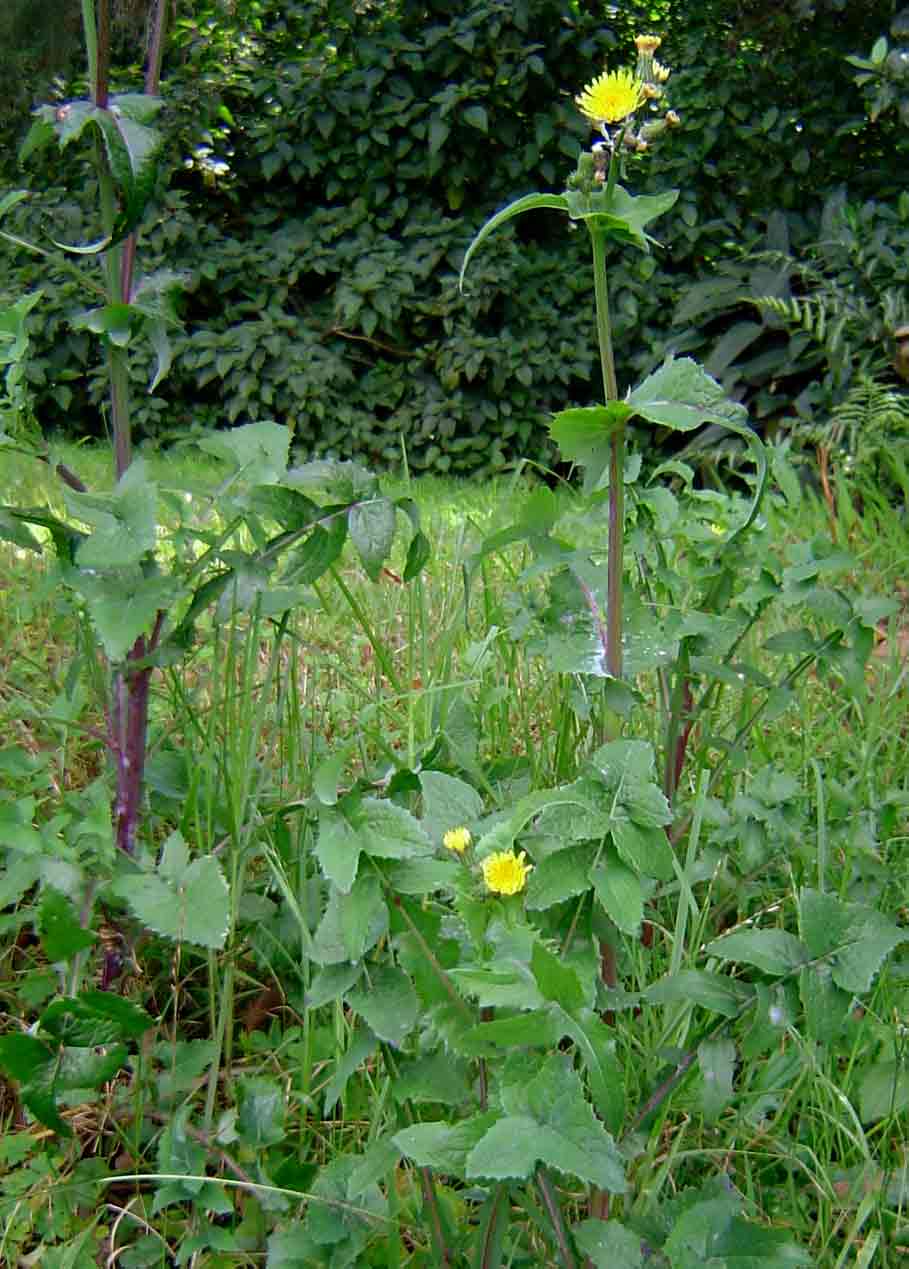 Sonchus oleraceus