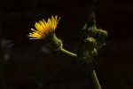 Sonchus oleraceus