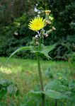 Sonchus oleraceus