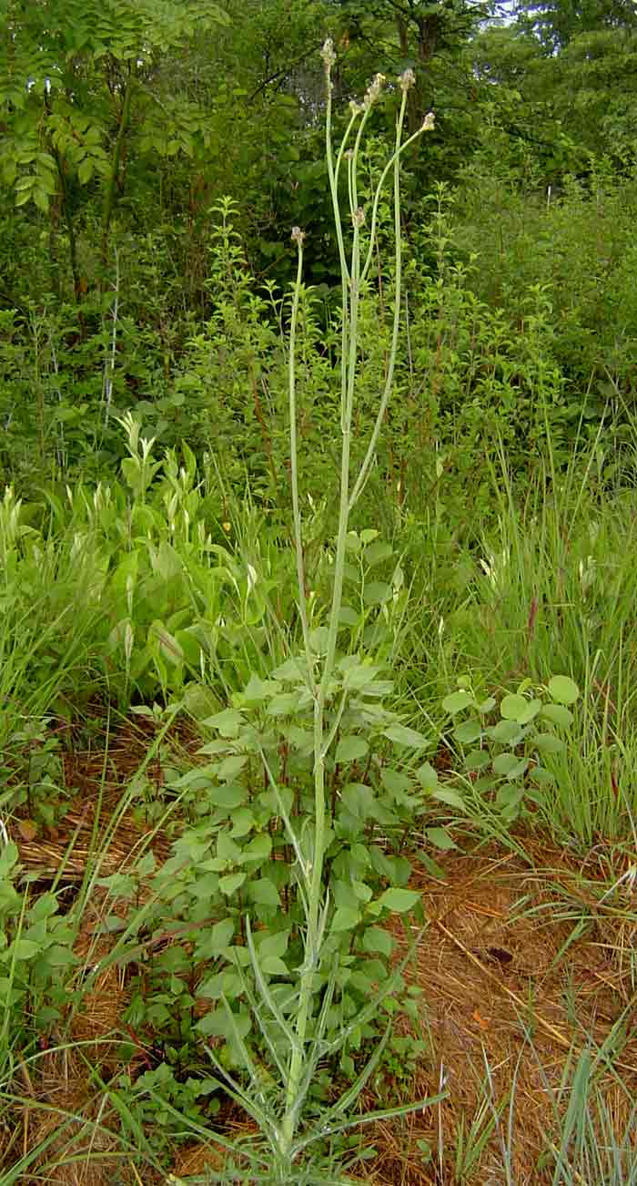 Sonchus schweinfurthii