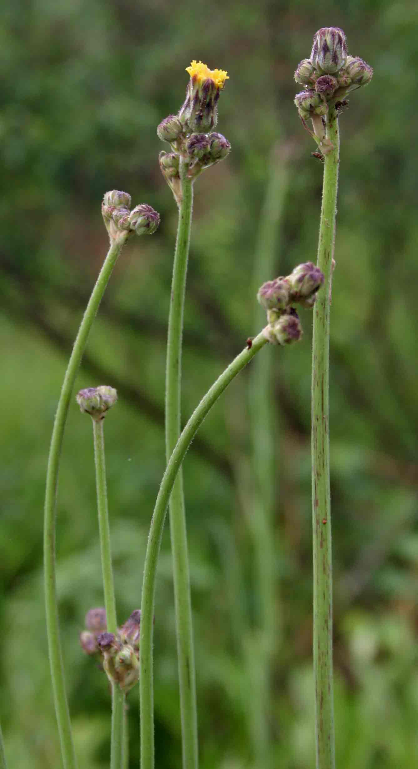Sonchus schweinfurthii