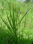 Lactuca inermis
