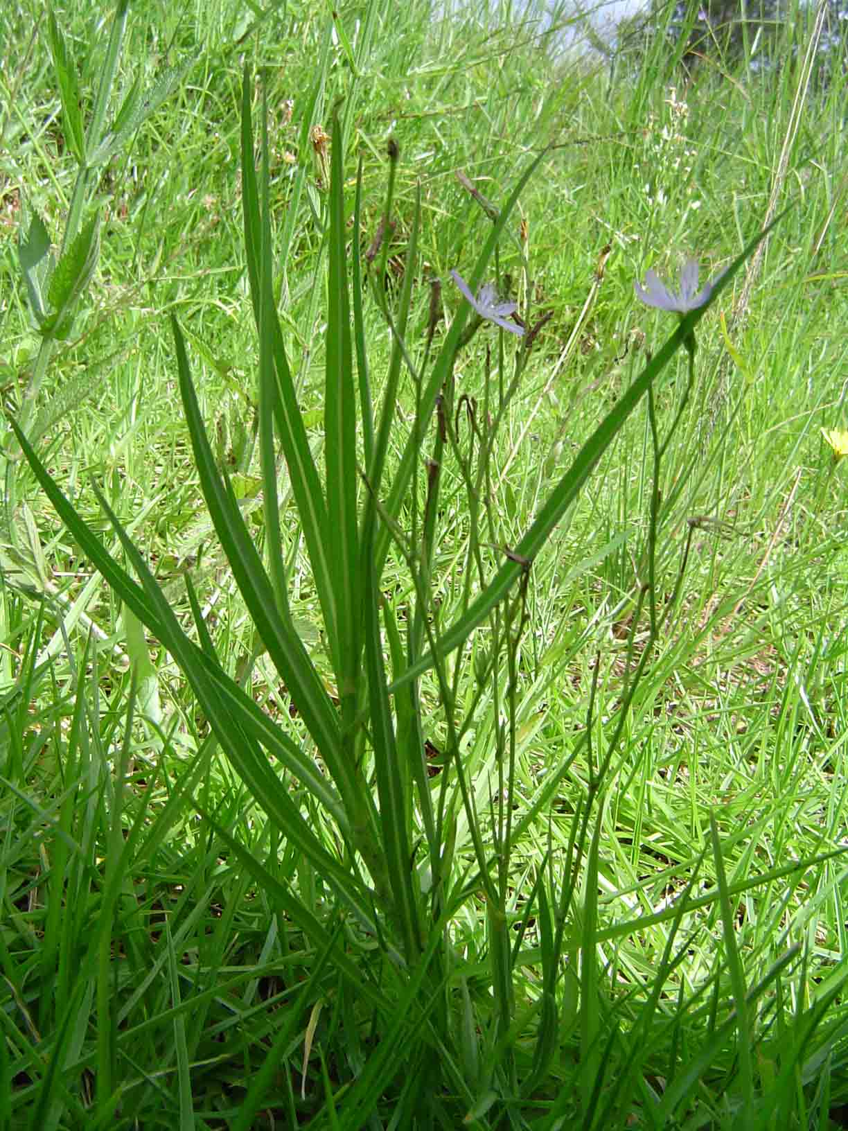 Lactuca inermis