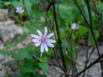Lactuca inermis