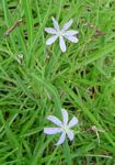 Lactuca inermis