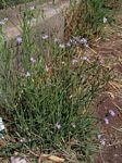 Lactuca inermis