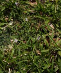 Lactuca inermis