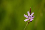 Lactuca inermis