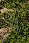 Lactuca inermis