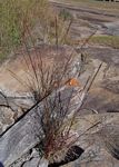 Eragrostis japonica