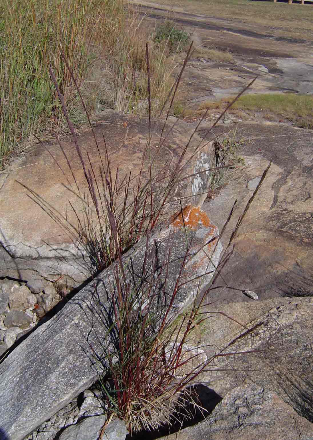 Eragrostis japonica