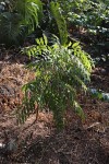 Sapindus saponaria