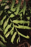 Sapindus saponaria
