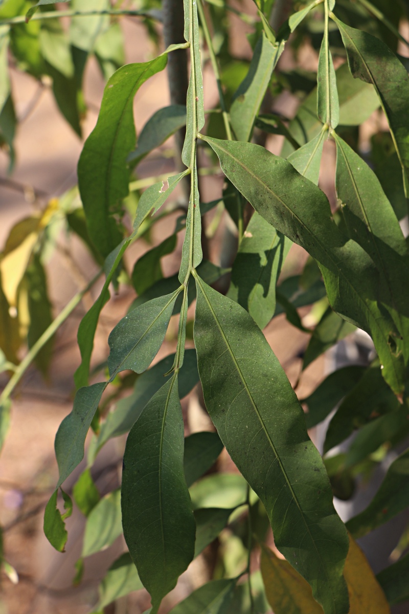 Sapindus saponaria