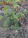 Sapindus saponaria