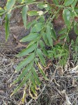 Sapindus saponaria