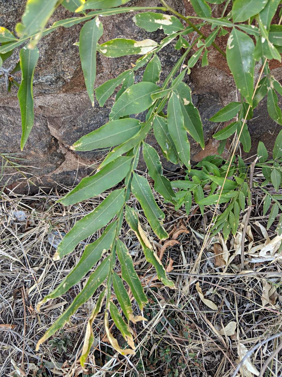 Sapindus saponaria