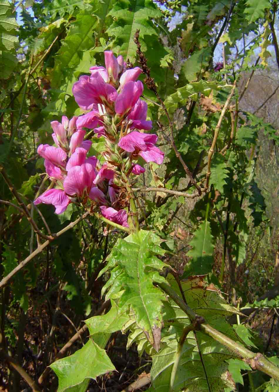 Acanthus polystachyus