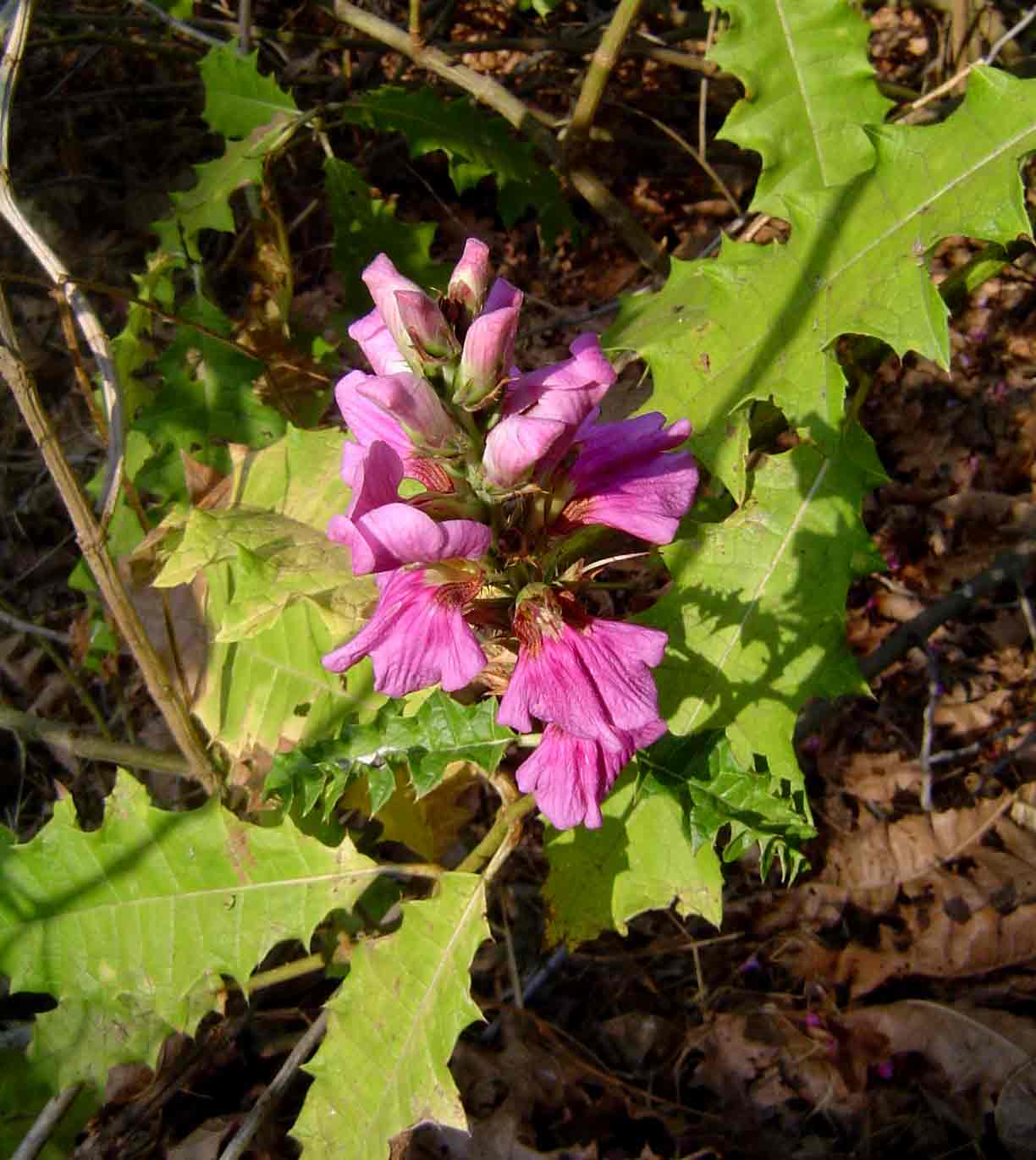 Acanthus polystachyus