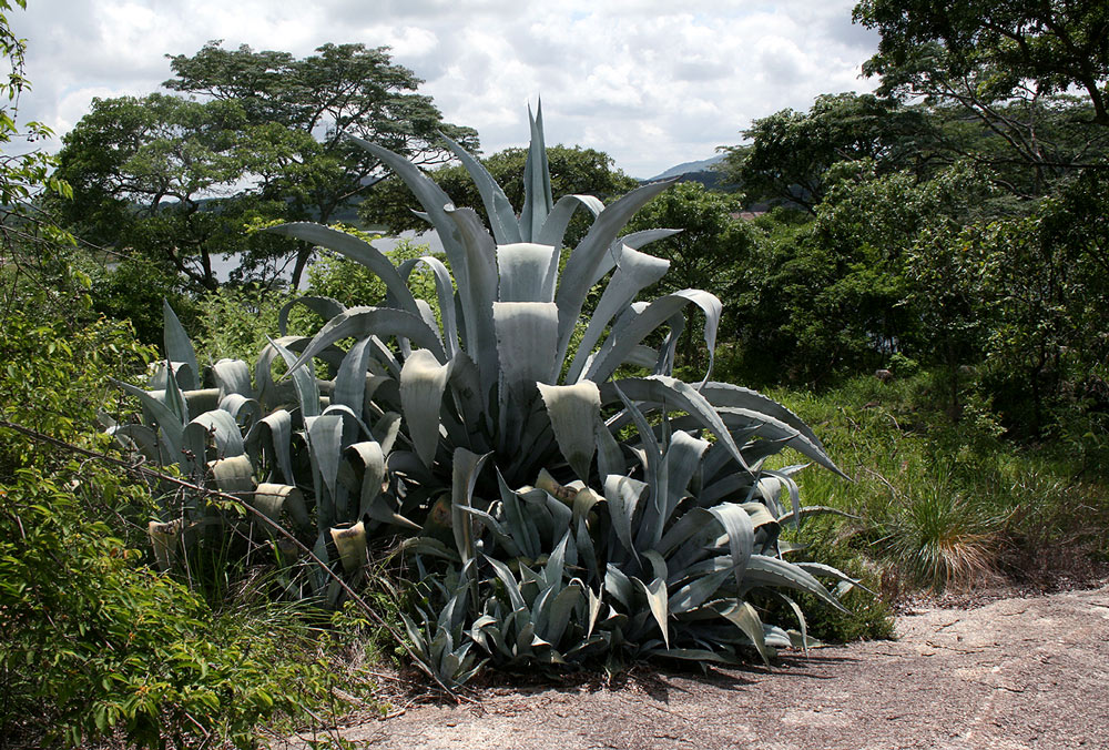 Agave americana