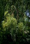 Schinus molle
