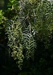 Schinus molle