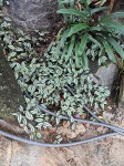 Tradescantia zebrina