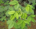 Crotalaria agatiflora subsp. imperialis