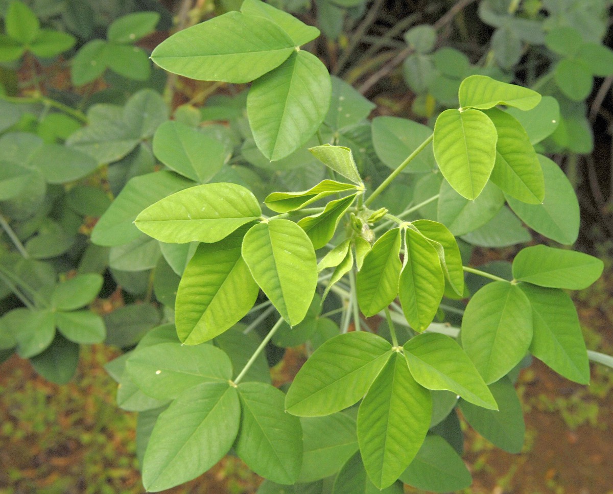 Crotalaria agatiflora subsp. imperialis