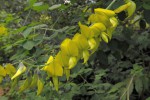 Crotalaria agatiflora subsp. imperialis
