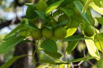 Pseudolachnostylis maprouneifolia