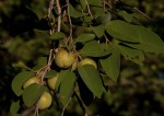 Pseudolachnostylis maprouneifolia