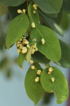 Pseudolachnostylis maprouneifolia