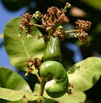 Anacardium occidentale