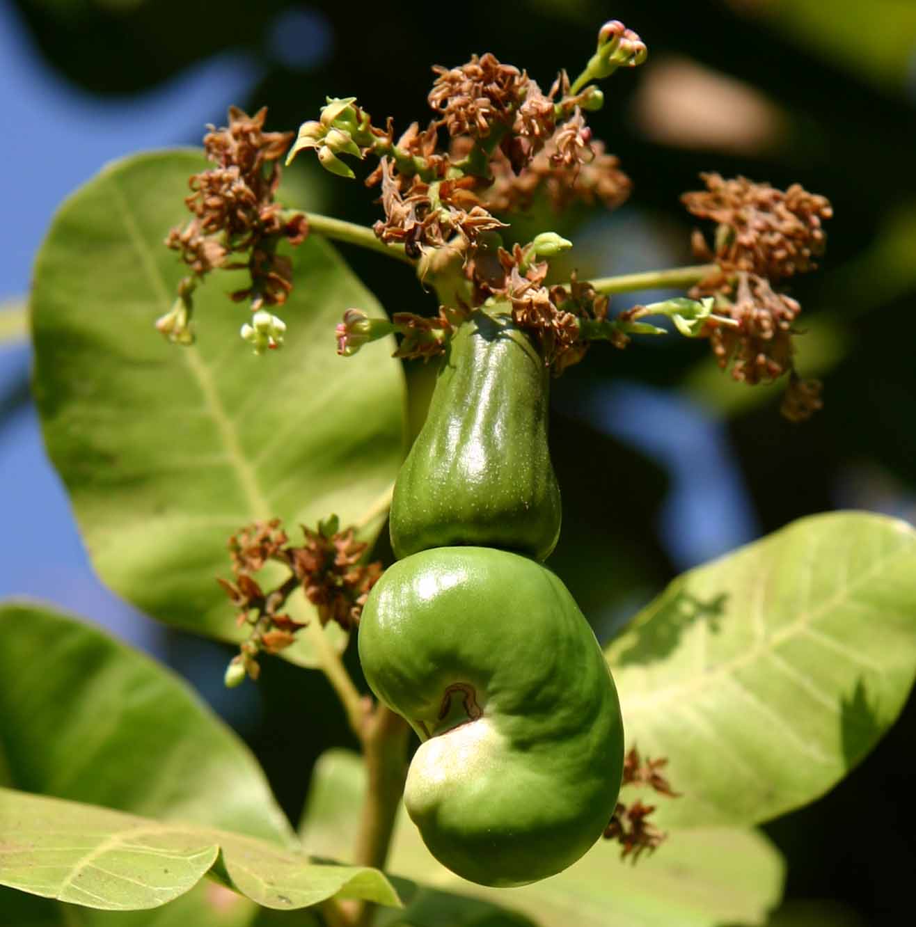 Anacardium occidentale