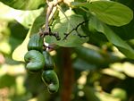 Anacardium occidentale