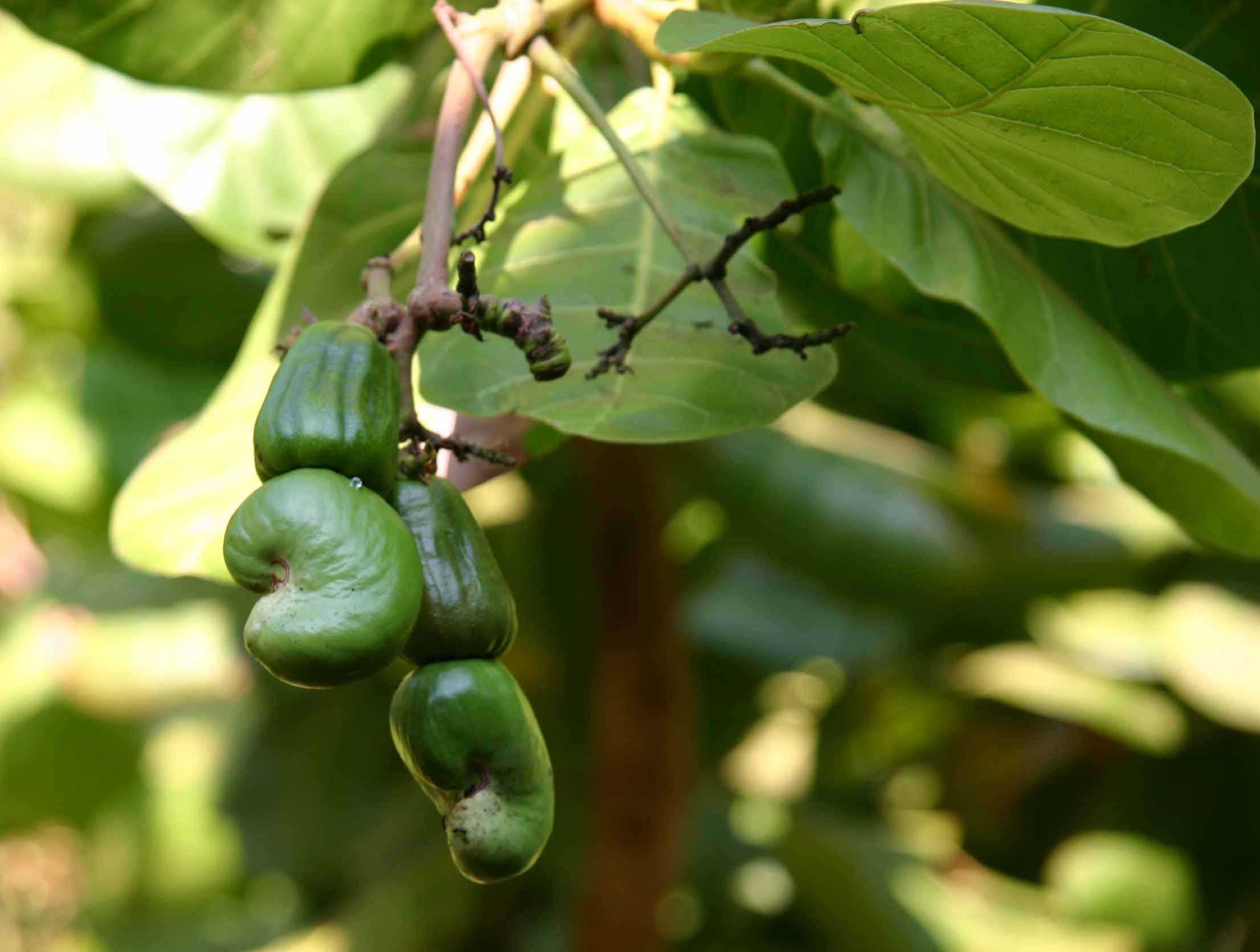 Anacardium occidentale