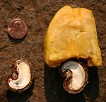 Anacardium occidentale