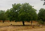 Anacardium occidentale