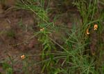 Tephrosia linearis