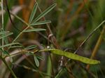 Tephrosia linearis