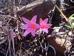 Cyrtanthus galpinii